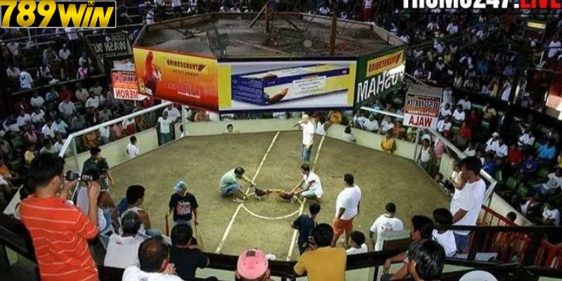 Luật Chơi Đá Gà Campuchia Tại Nhà Cái 789 win – Nắm Vững Để Thắng Lớn