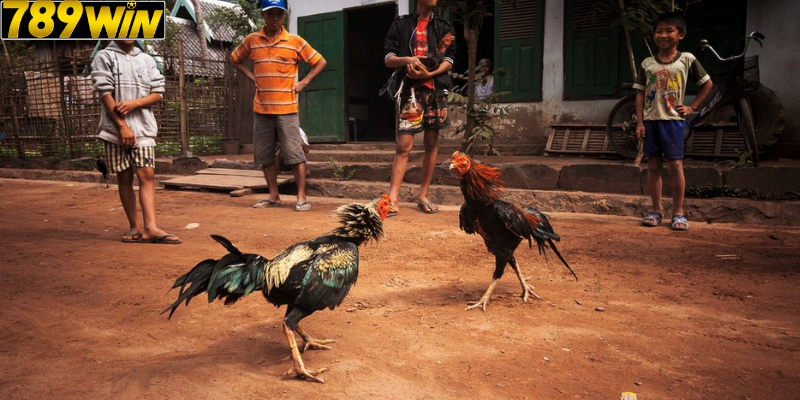 Mẹo Tăng Tỷ Lệ Thắng Khi Chơi Đá Gà Campuchia Tại 789 win
