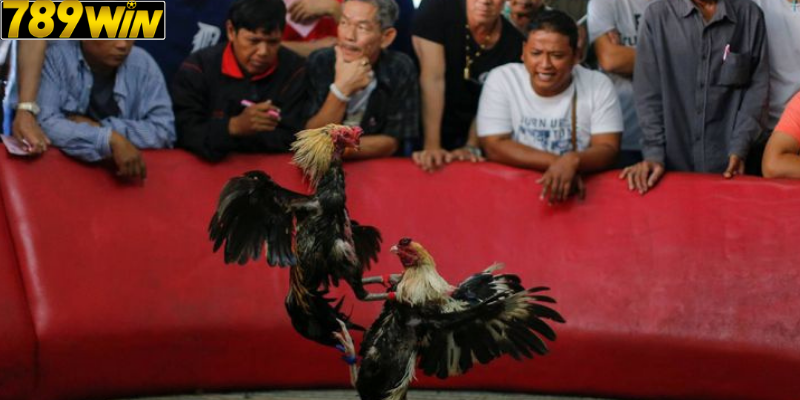 Hướng dẫn tham gia Đá Gà 789win cho người mới